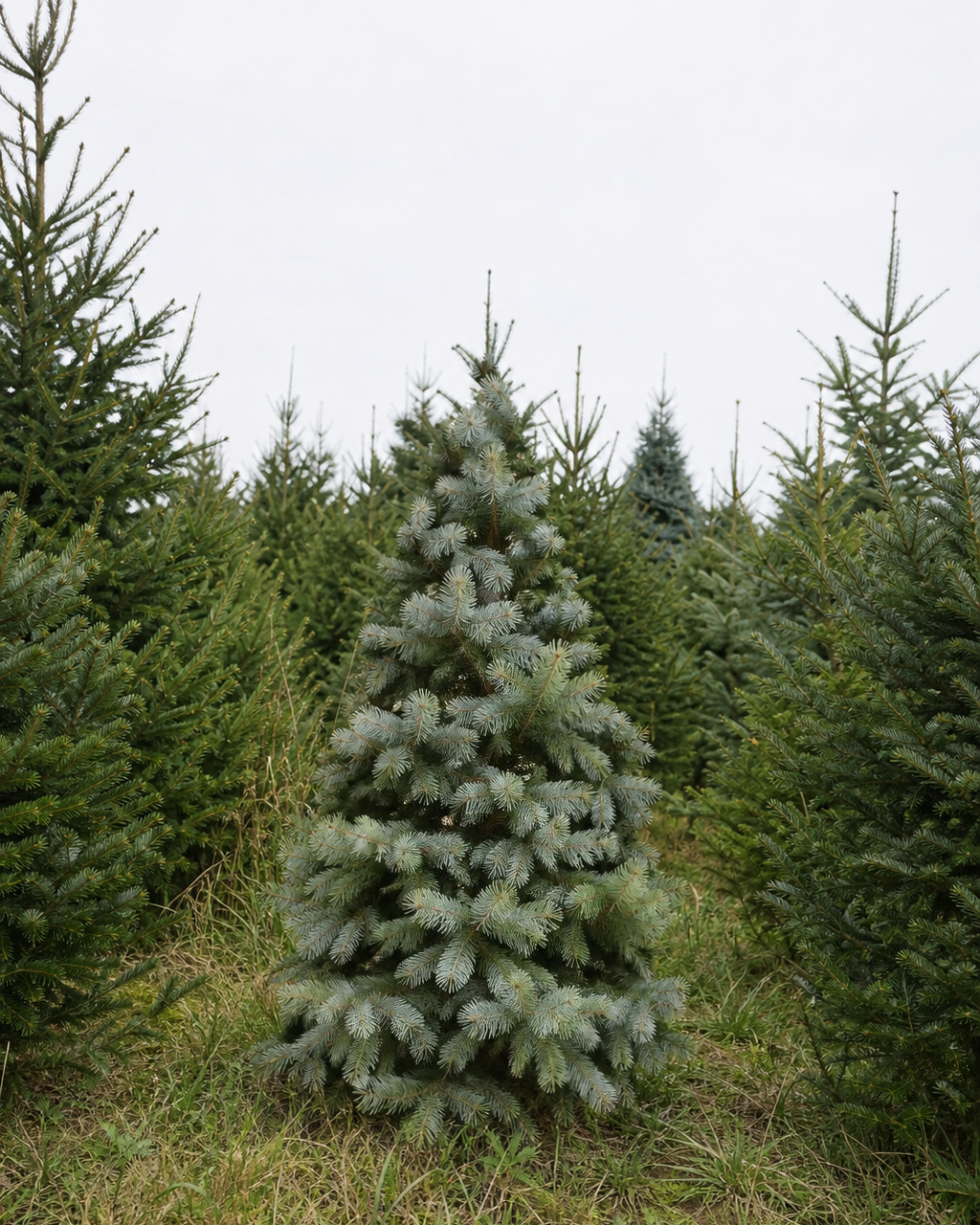 Volle Coloradospar als kerstboom met lange blauwgroene naalden